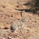Scrub hare