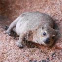 Rock dassie