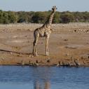 Girafe at waterhole