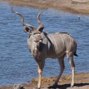 Kudu