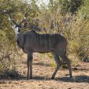 Kudu