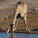 Girafe at waterhole