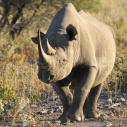 Black rhinoceros