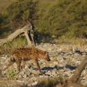 Spotted hyaena