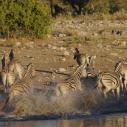 Zebras fleeing