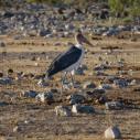 Marabou stork