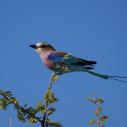 Lilac-breasted Roller