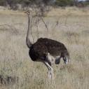 Ostrich