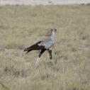Secretary bird