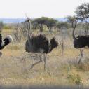 Ostriches