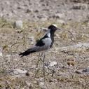 Blacksmith Lapwing