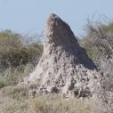 Termite mound