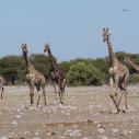 Girafes running