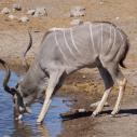 Kudu