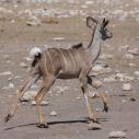 Female kudu running