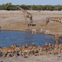 Gathering at waterhole