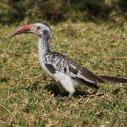 Monteiro's Hornbill