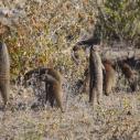Yellow mongooses