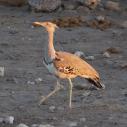 Kori Bustard