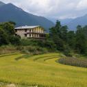 Tacheng Songtsam rice fields