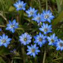 Blue wild flower