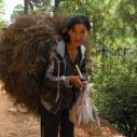 Farmer collecting pine needles and mushrooms
