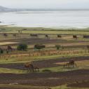 Hay drying fields near Napa lake
