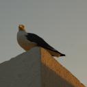 Mouette au soleil couchant