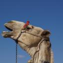 Camel in front of Pyramid