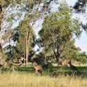 Kangaroos