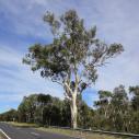 White gum tree