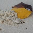 Sand crab