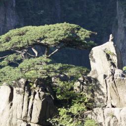 Grand canyon pine tree