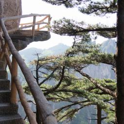 Grand canyon cliff stairs and pine tree