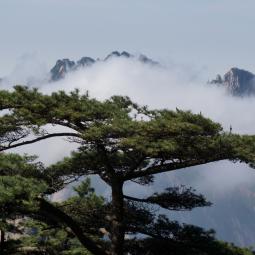 Lion peak pine tree and cloud sea