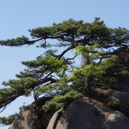 Pine tree up Lotus peak