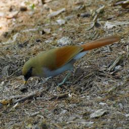 Huangshan colorful bird