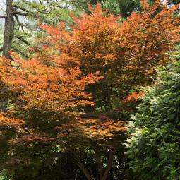 Jade screen maple tree