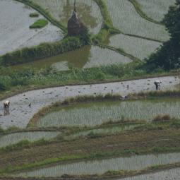 Rice fields near Xieli