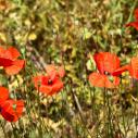 Coquelicots