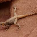 Wadi Rum - Lizard