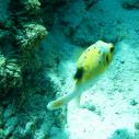 Yellow pufferfish