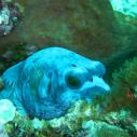 Blue pufferfish