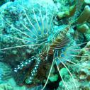 Lionfish