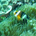 Clownfish