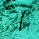 Black ribbon eel