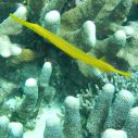 Trumpetfish