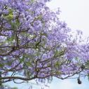 Jakaranda