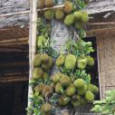 Jack fruit