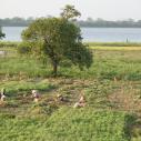 Peanuts field near U Bein Teak Bridge
